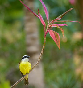 Yucatan